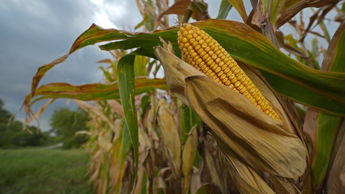 米国の主要食用作物、温暖化で今世紀中に生産量半減か 新研究
