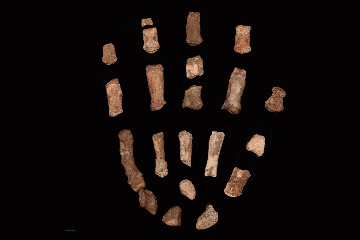 絶滅した人類の近縁種の手の化石、「驚くべき」特徴が明らかに