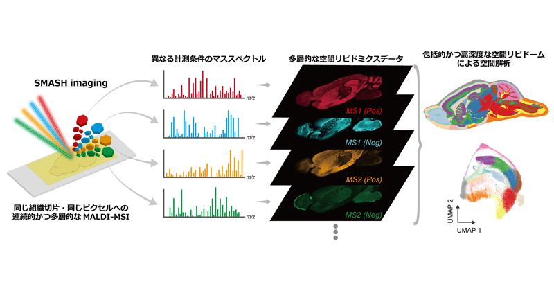 脂質を包括的に可視化する新たな空間解析手法の開発