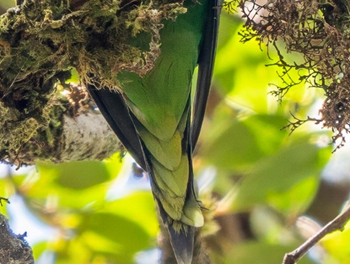 100年近く幻だった“失われた鳥”の撮影に成功―― インドネシアで発見された「インコ」に研究者「興奮で頭が真っ白に」「涙が止まらなかった」