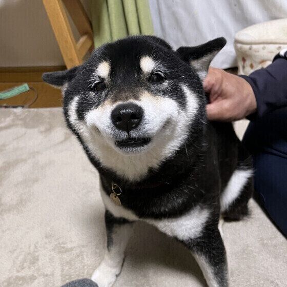 【調査】愛犬はヒコーキ耳をする？ 行動の心理なども獣医師が解説