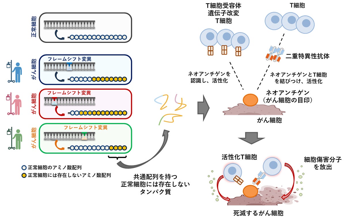 大腸がんのAPCネオアンチゲンに対するがん免疫療法の開発