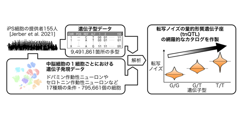 遺伝子発現の「ノイズ」を変えるゲノム多型