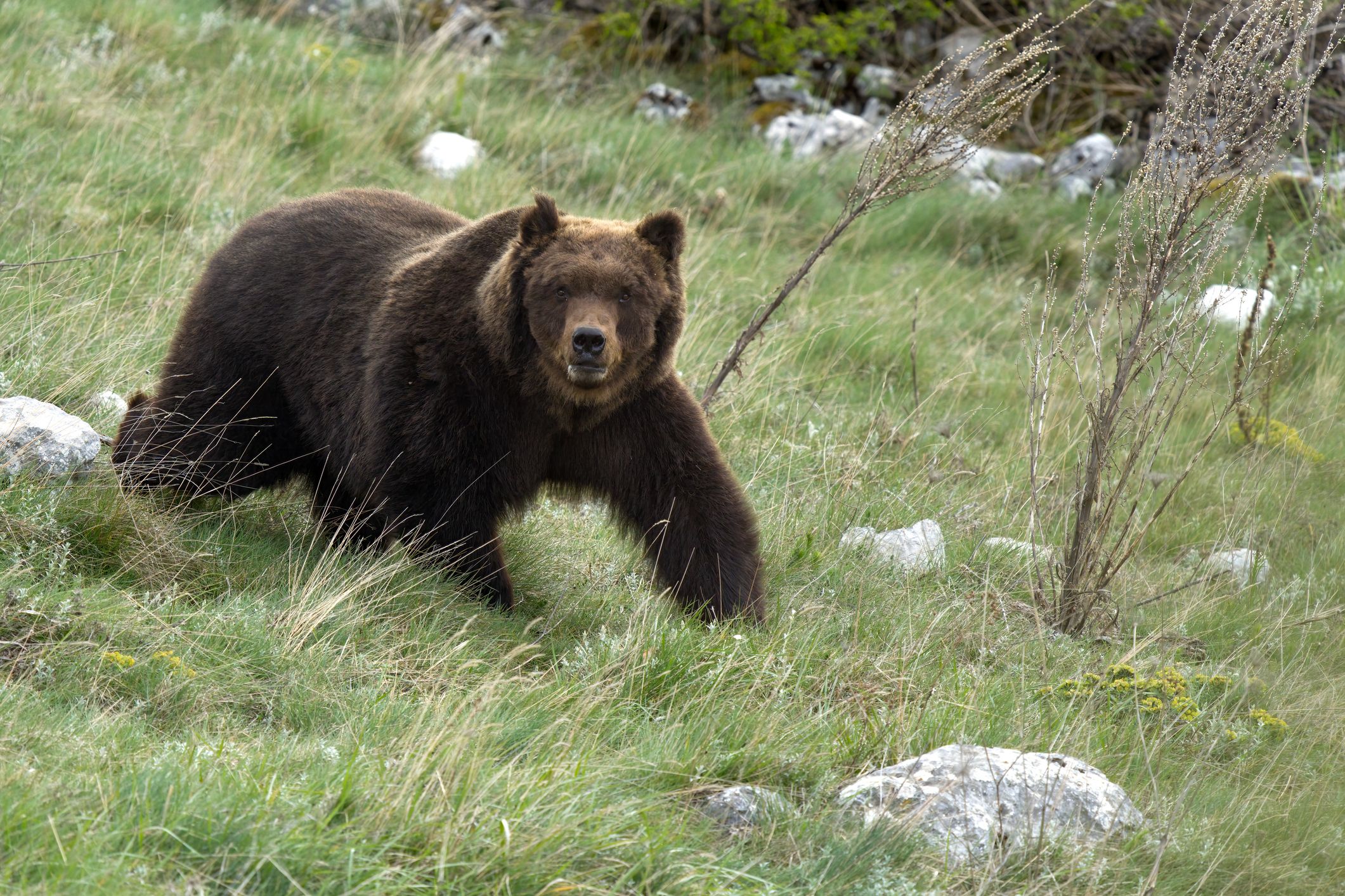 「振り返るな！ 逃げろ！」人喰いグマを撮影しようとしたら谷底に…好奇心を抑えきれなかった『大学生のその後』（海外の熊事件・平成26年）
