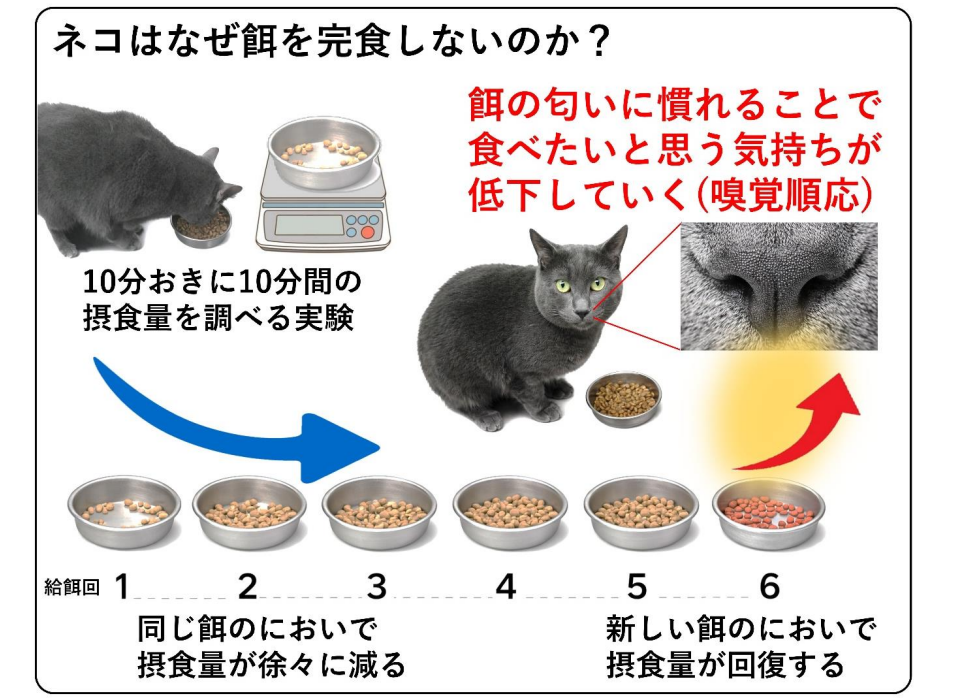 ネコがごはんを残す原因を解明 “匂い”変えると食欲回復 岩手大