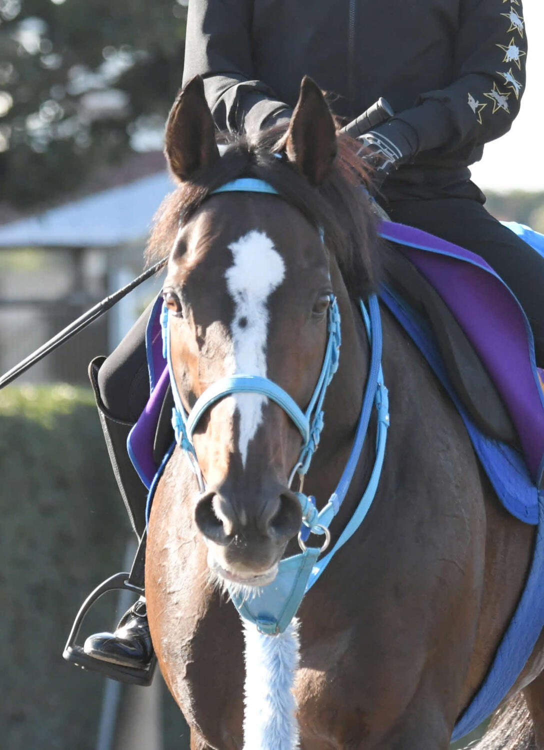 絶対王者オジュウチョウサン殿堂入り 障害競走馬では1985年グランドマーチス以来２頭目の快挙