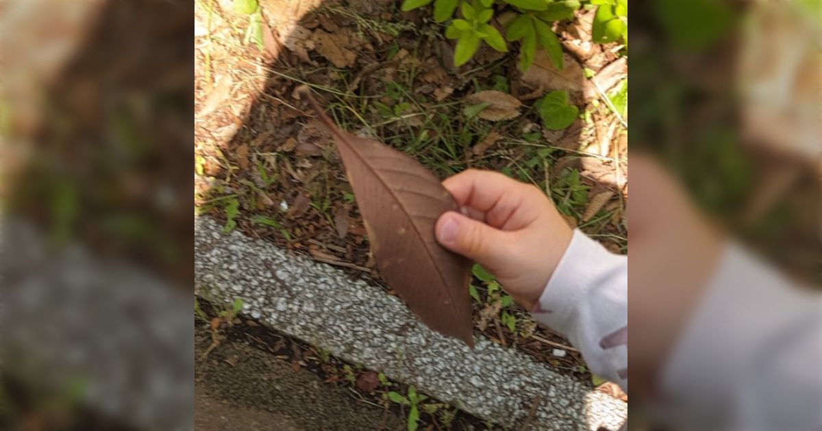 「はっぱ」と「ちょーちょ」が言えるようになった1歳児に葉っぱに擬態したコノハチョウをどう判定するのか実験が興味深くてかわいい【虫注意】