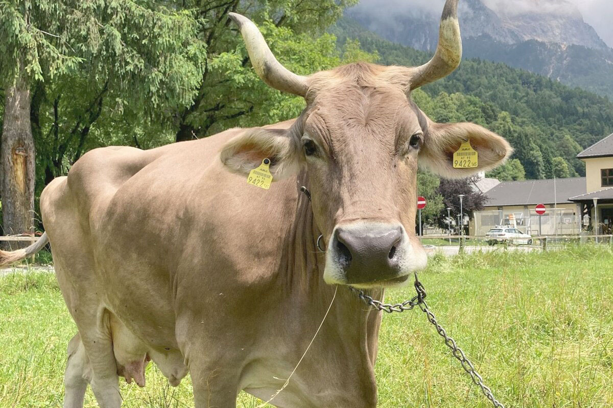 〈目撃〉デッキブラシで体をかくウシ、初の道具使用例 硬軟使い分ける妙技を披露