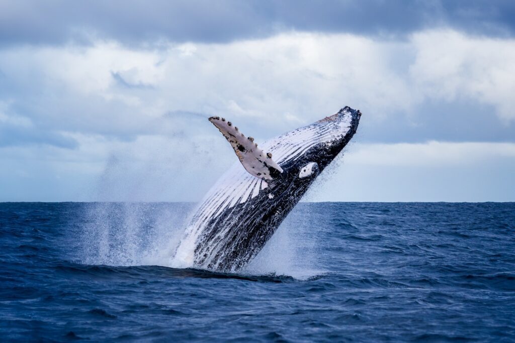 ビットコイン、イーサリアム、XRPは、ここ数年で最大のクジラによる売却で試練に直面（CoinDesk JAPAN）