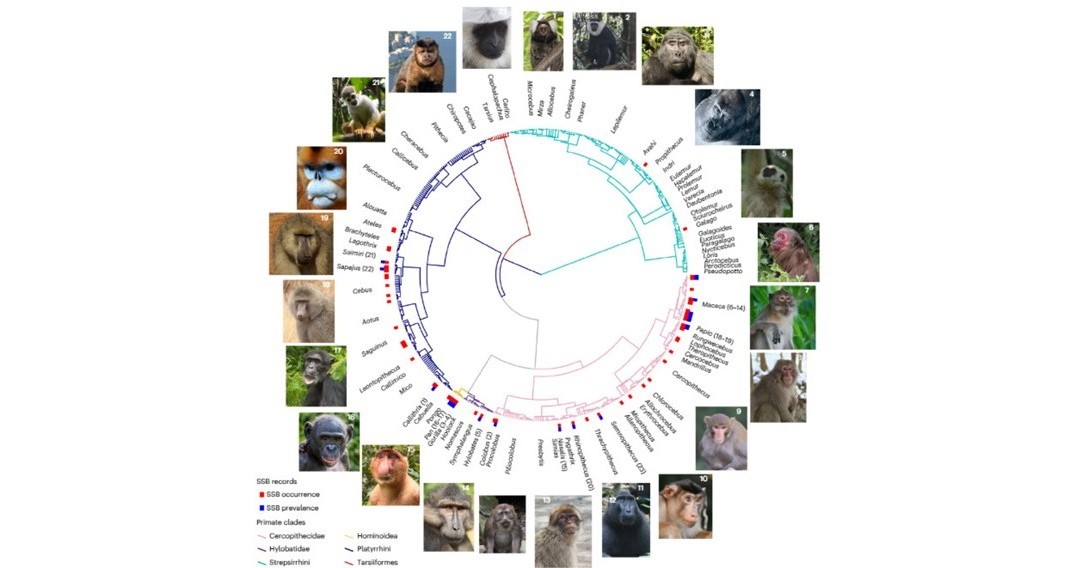 サルはなぜ「同性間の性行為」をするのか？ ニホンザルやチンパンジーなどを調査 英国チームが発表