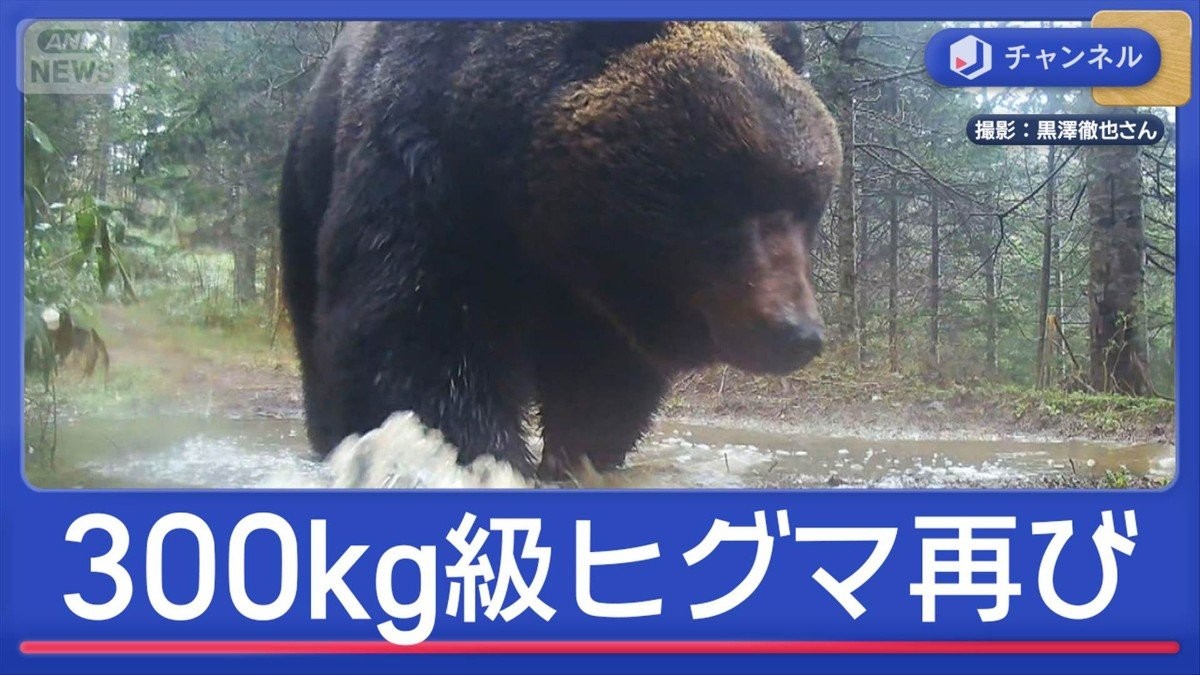 また300kg級 “メタボグマ”GWに現る