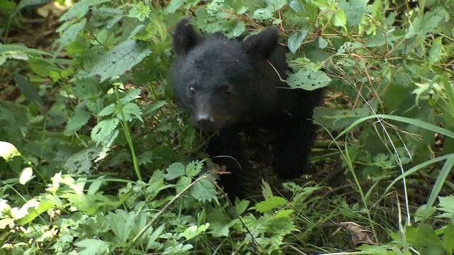 クマ被害の死者“過去最多” 新制度“緊急銃猟”…現場には戸惑いも 「人命最優先で駆除」なのに抗議…ハンターのやりきれない思い