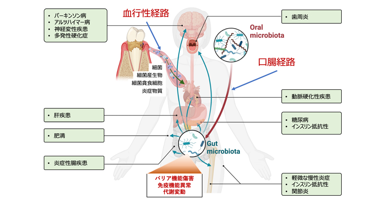 口腔細菌叢の乱れは腸内細菌叢の乱れ