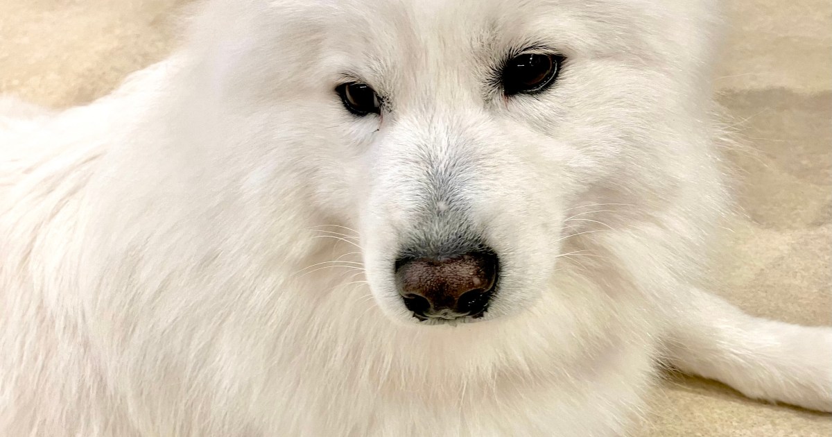 白くてふわふわの大型犬「サモエド」に包囲される「サモエドカフェ moffu」に行ってみたら…天国だった