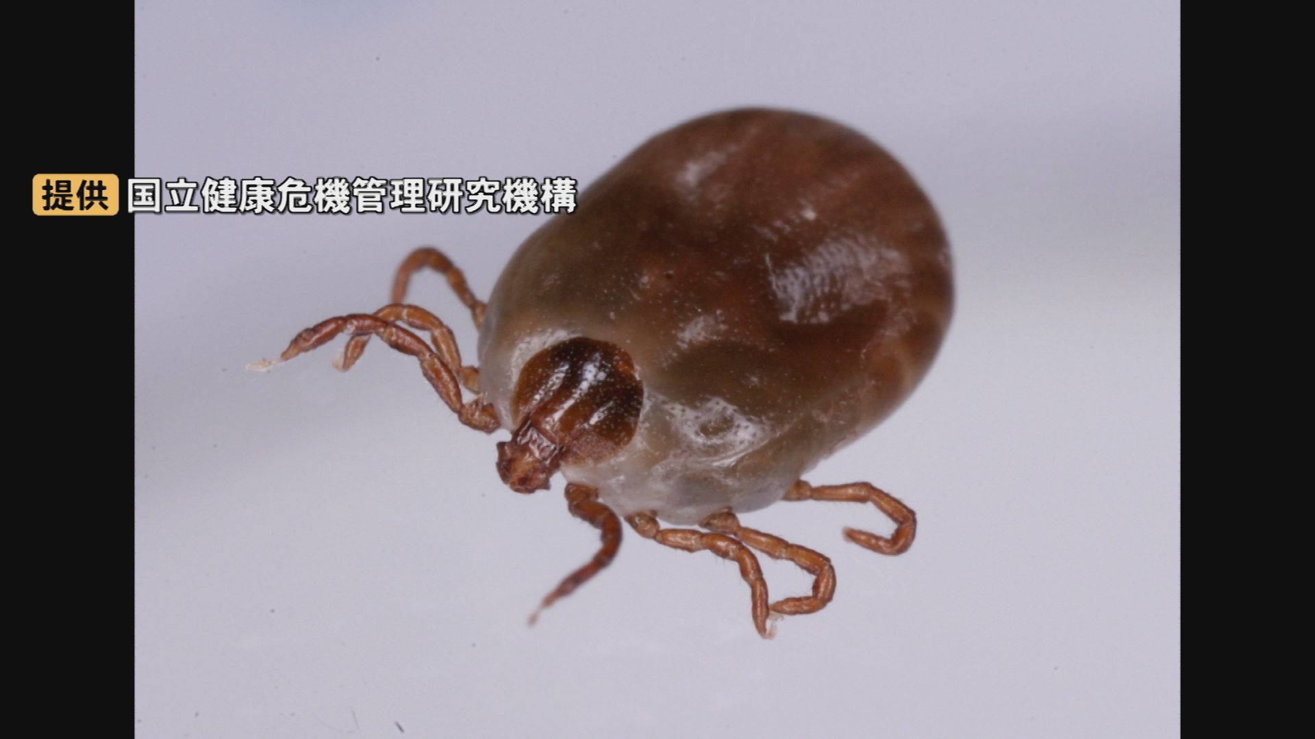 マダニが媒介の感染症「SFTS」致死率は最大で30％に及ぶ 夏にかけ患者増…重症化・死亡リスクが高い人の特徴は?