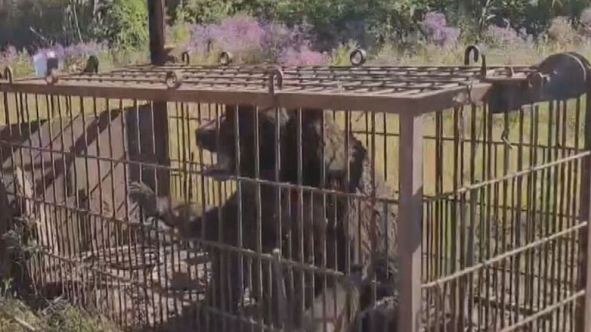 積丹町 クマ駆除めぐり町議とのトラブルで猟友会出動拒否から1カ月 町民・議会への情報共有不足明らかに