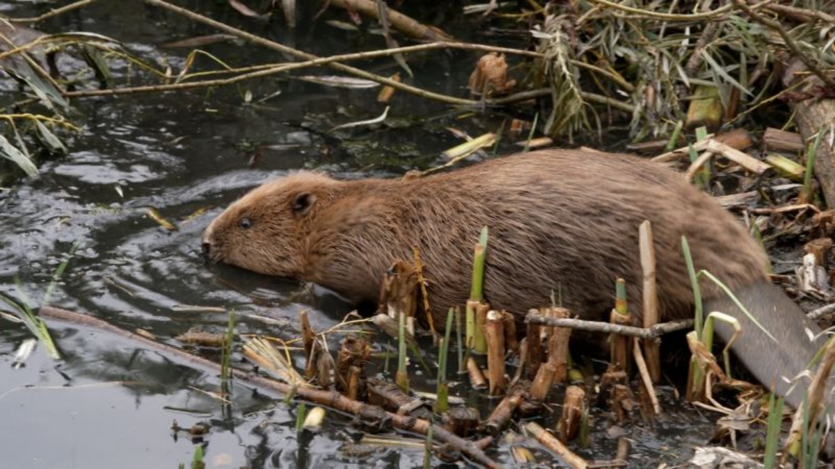 洪水被害に悩む英国都市、400年前に絶滅した動物が問題を解決