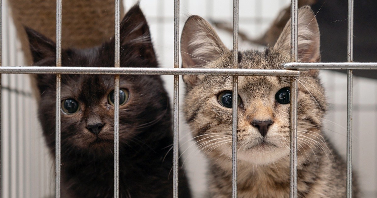 ｢無料でラグドール差し上げます｣保護猫人気につけ込むペット詐欺、杉本彩が鳴らす警鐘