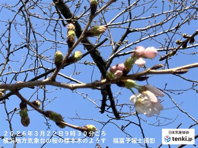 22日 横浜と前橋で桜(ソメイヨシノ)が開花 関東で開花の便り続々 満開はいつ?