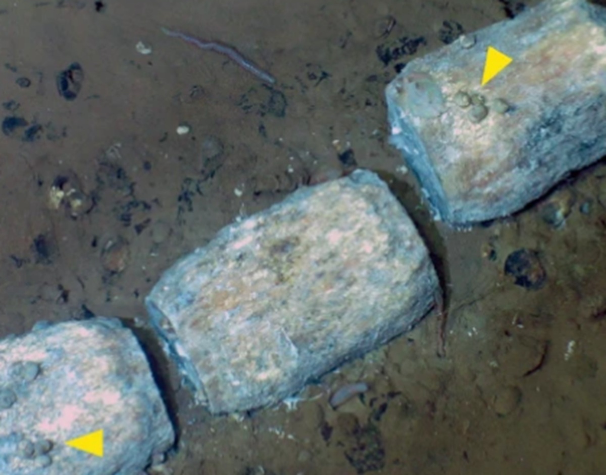 深海7000メートルに、1200キロにわたる“クジラの墓場”―― 530万年前の化石や新種の生物を確認【海外】