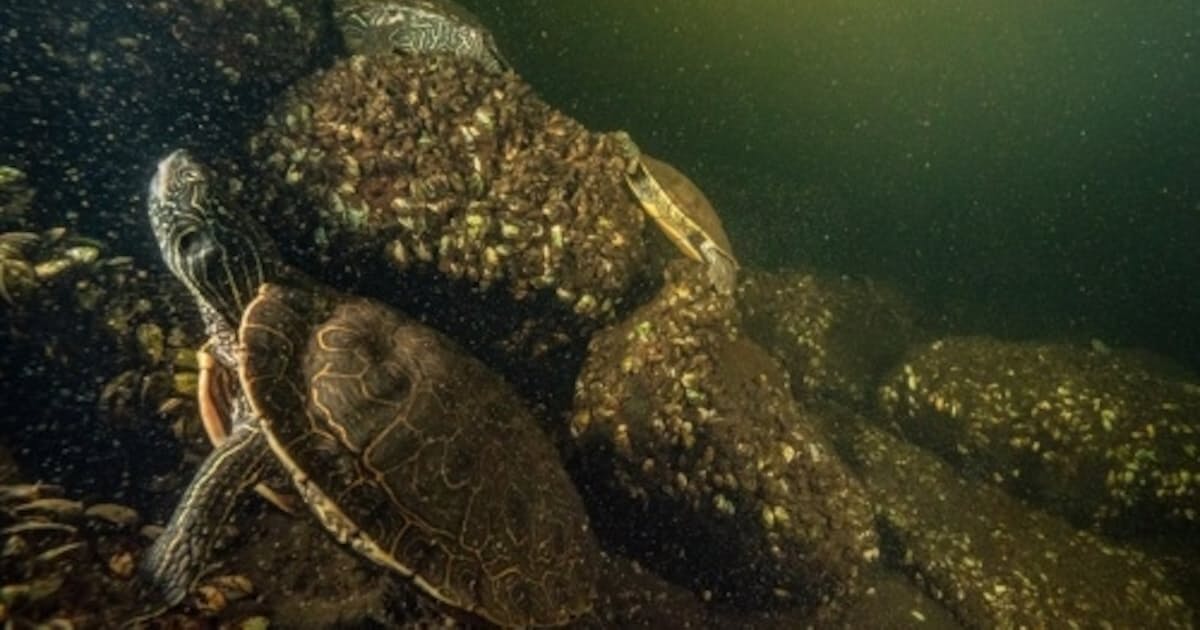 甲羅が壊れ手足ないカメ、カナダの湖で大量死 意外な犯人とは