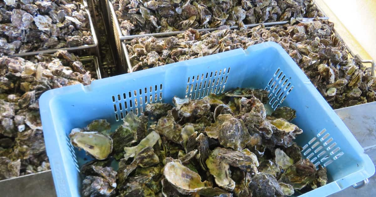 瀬戸内の養殖カキ大量死は「激甚災害級」 広島の被害は300億円、猛暑で高水温・塩分か