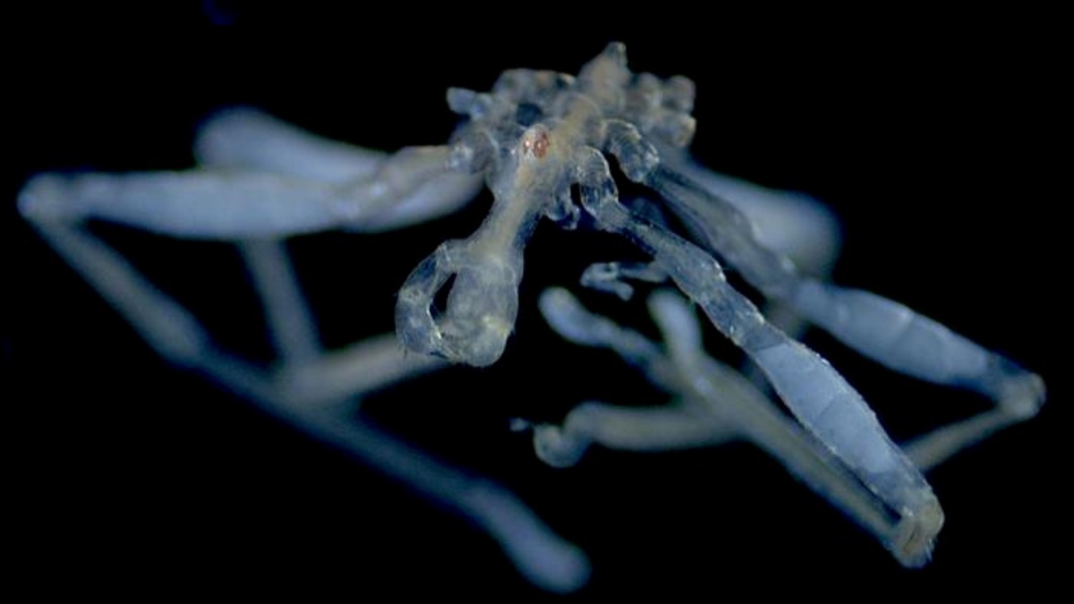 新種のウミグモ2種を発見、グルーミングが得意な種と苦手な種