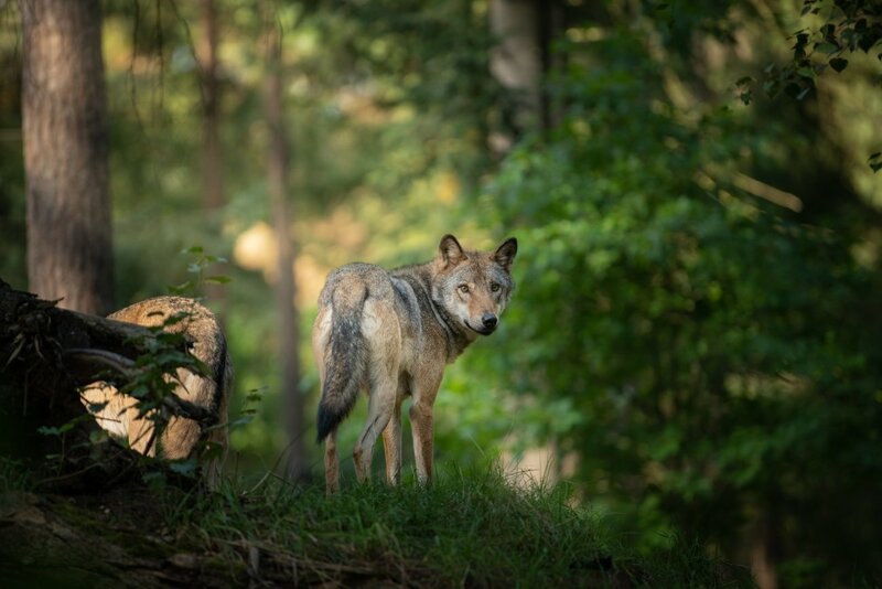 「いちばん古い家畜と考えられている動物はイヌである。最古の化石は約3万3000年前のもので、ロシアで見つかっている…」。現在のゲノム解析でわかった「たった一つのイヌの起源」とは？（ダイヤモンド・オンライン）