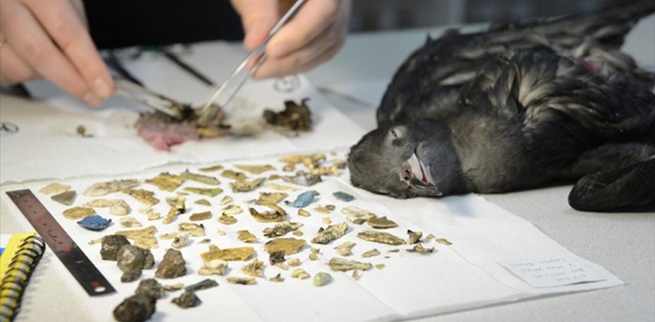 ヒナ鳥のおなかから778個のプラスチック片。プラのこすれあう音が…