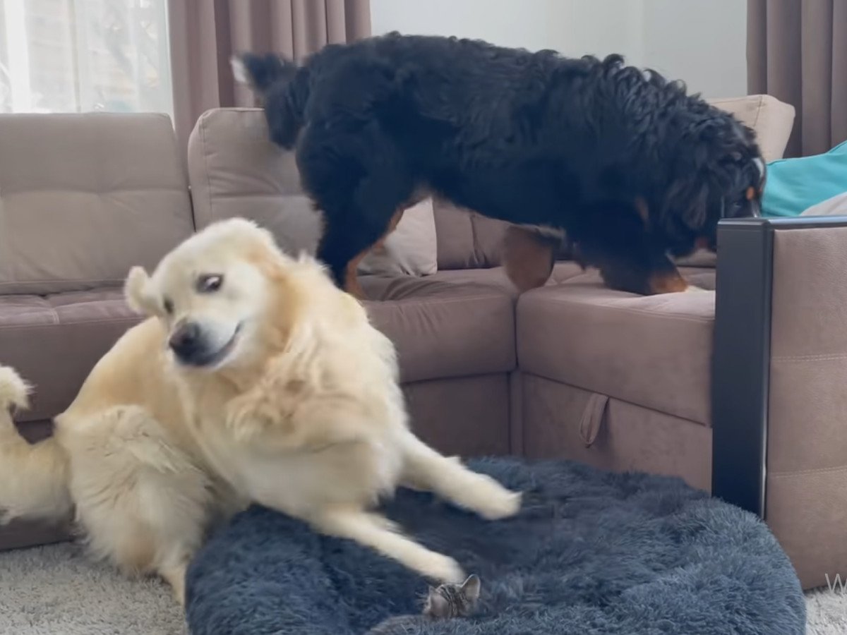 「最初から最後まで笑える」 ベッドを占領された犬vs動じない子猫！ 終わりなき《ベッド争奪戦》の結末は？