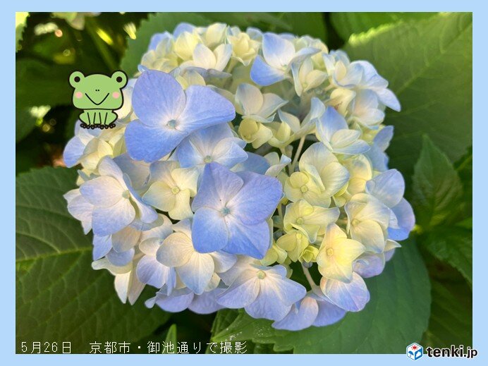 京都であじさいが観測史上最も早く開花 来週は台風6号に注意 2日～4日は広く雨に