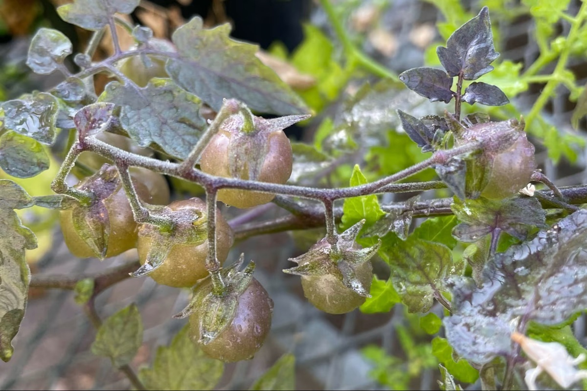 ガラパゴス諸島のトマトに「逆進化」の兆候 その意味とは