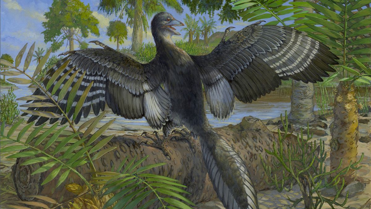始祖鳥の飛行の秘密、希少な化石の分析で明らかに 研究者「驚きの連続」