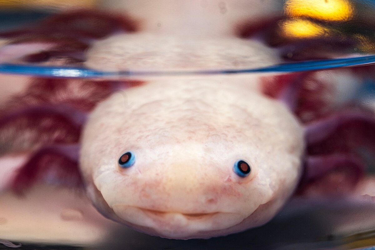 サラマンダーの四肢再生、「どこで何を再生するか」の鍵を解明