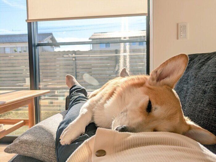 隙あらば飼い主の体の上に乗って眠るコーギー、一体なぜ!? 行動からわかる心理とは｜獣医師解説