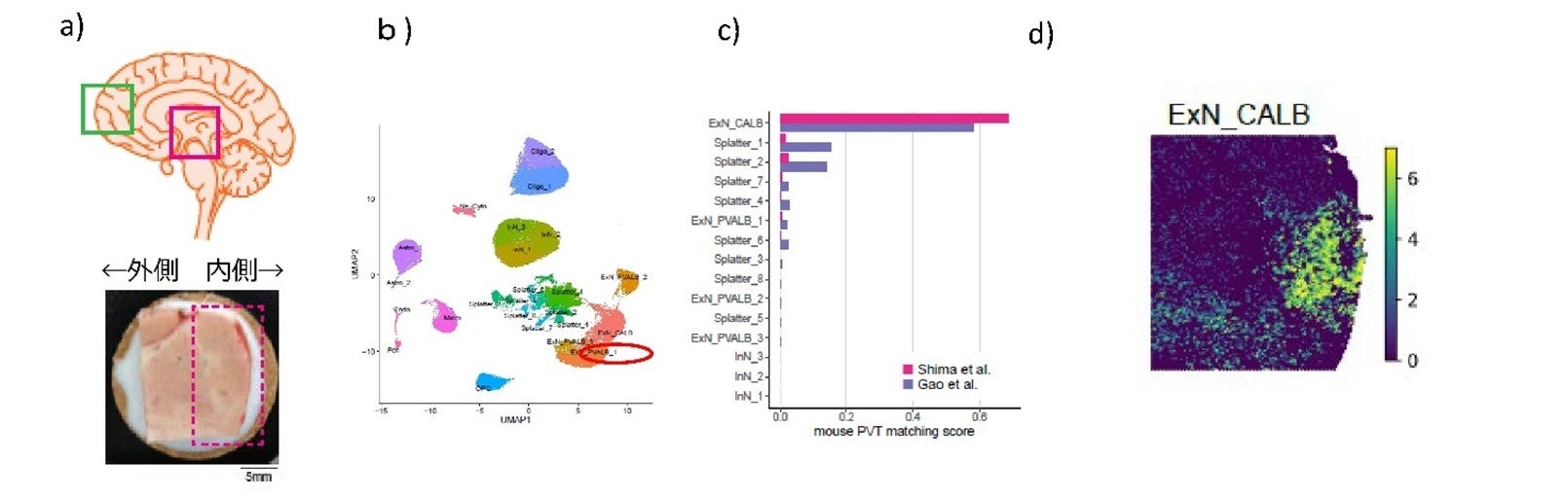 双極症の原因脳部位として“視床室傍核”を同定