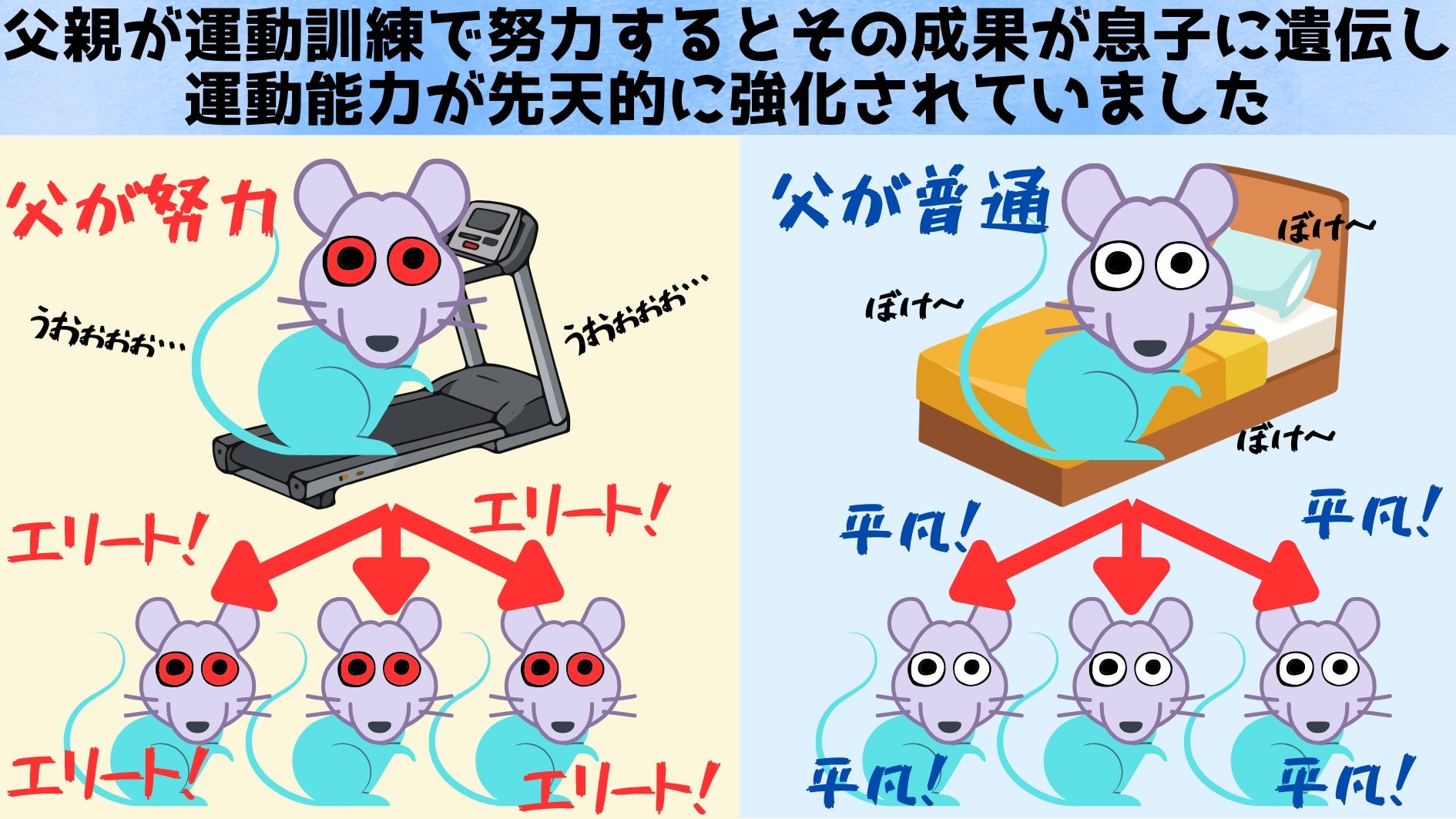 後天的な運動訓練の成果が父から子に遺伝していたと判明！