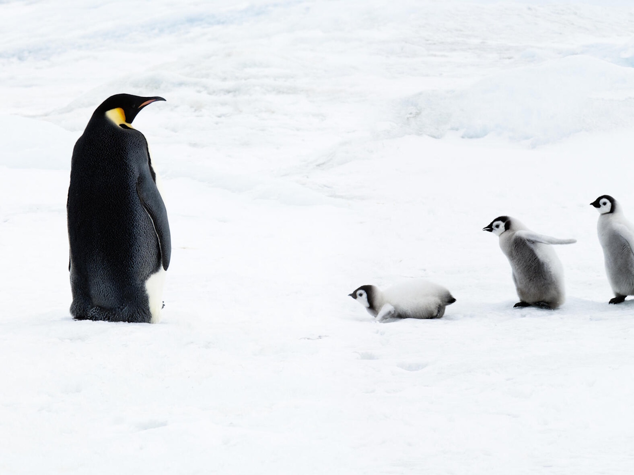 コマンドライン習得まで避けた方がいい、玄人好みの「Linux」ディストリビューション6選 - (page 2)