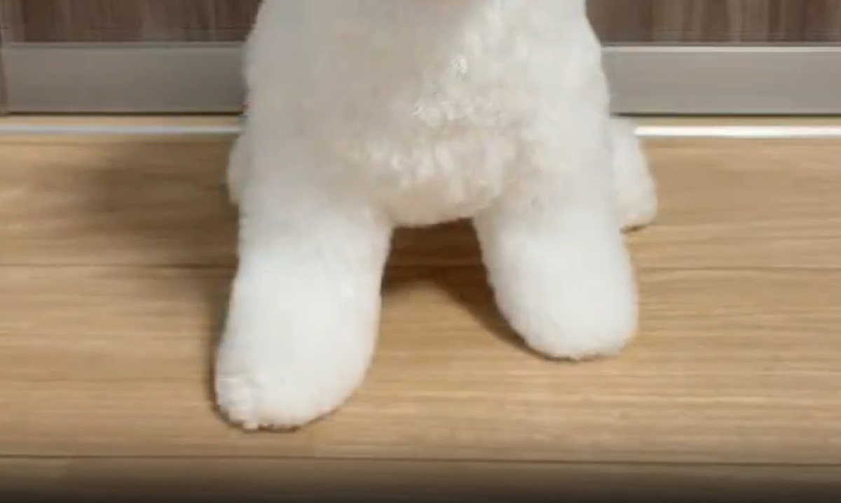 夫に愛犬のトリミングを頼んだら……「破壊力すごいww」 妻も吹き出した“報告”に「なんということでしょう」「最高の飼い主さん」
