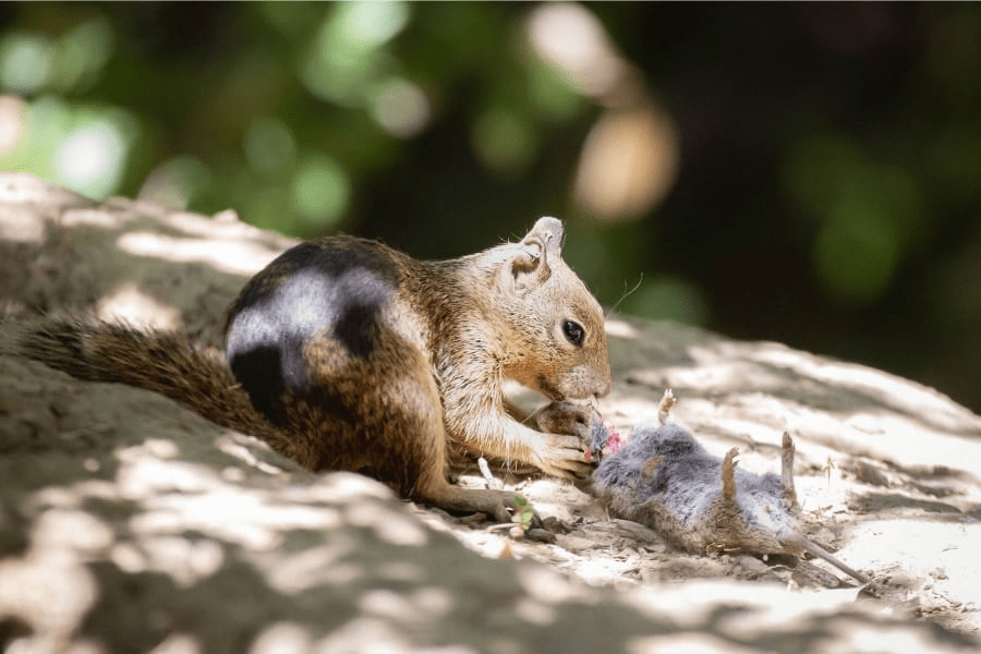 ネズミを狩って食べる「肉食リス」がカリフォルニア州で初発見される！ (2/2)