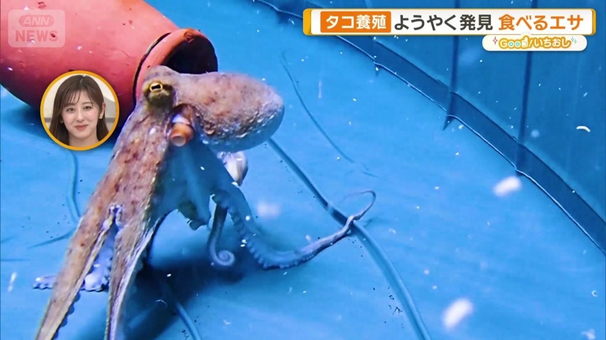 育てるのが最も難しいタコ 陸上完全養殖に成功 東海大学が世界初快挙へ 駿河湾で迫る