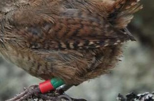 全長10センチ程度の「小鳥」が離島でなぜか“巨大化”―― 鳴き声や遺伝的特徴にも違い 新種へ進化する可能性も【海外】