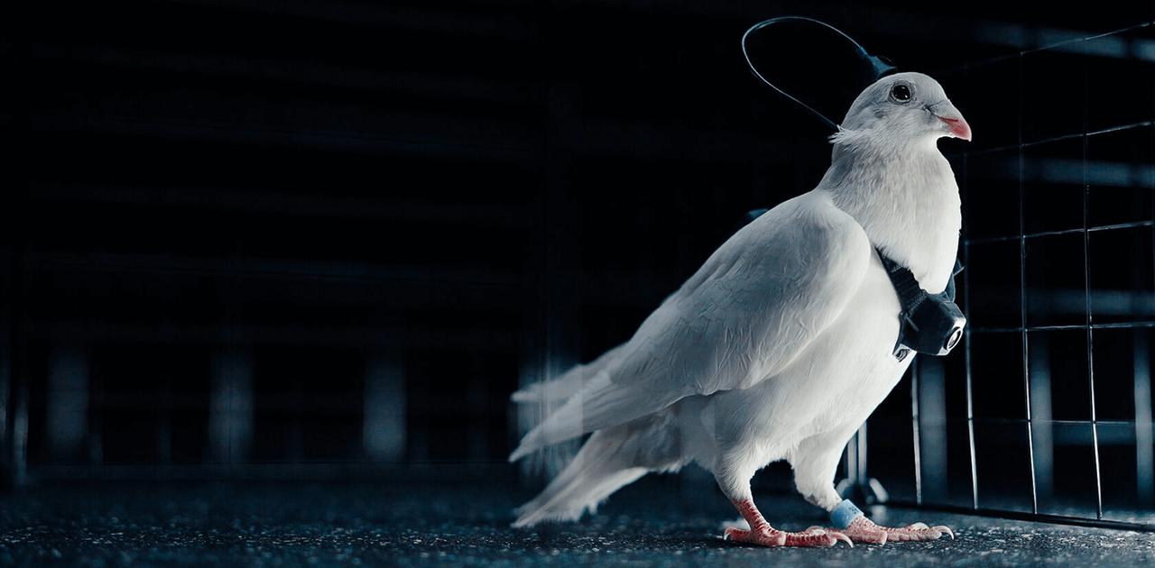 ｢生物を物として扱う不快感｣--ハトをドローンに変えるロシア企業の神経インプラント技術に批判の声