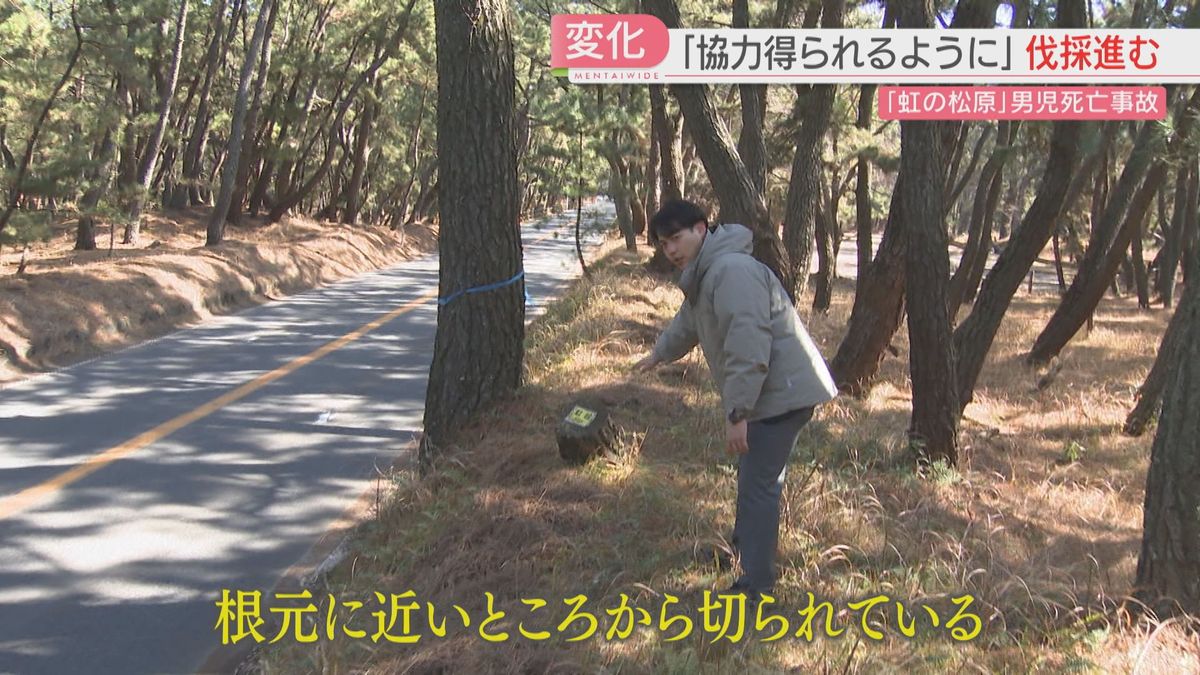11歳の命を奪った「虹の松原」事故 樹木医たちが鳴らしていた警鐘 危険な松の木があった現場に変化が 佐賀