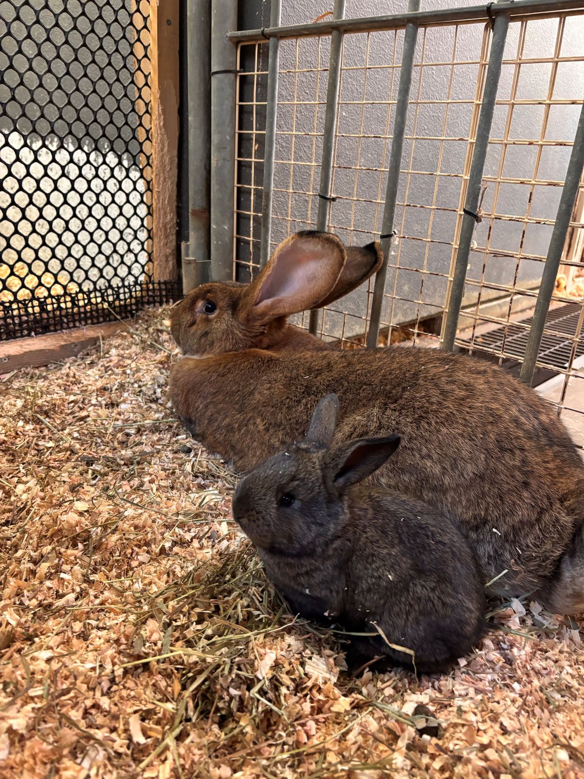 世界最大級のウサギ「フレミッシュジャイアント」の赤ちゃん4頭誕生 東公園動物園で17日から一般公開 愛知・岡崎市