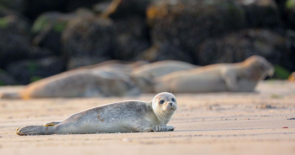 赤ちゃんアザラシ謎の大量死。犯人は群れの中にいた