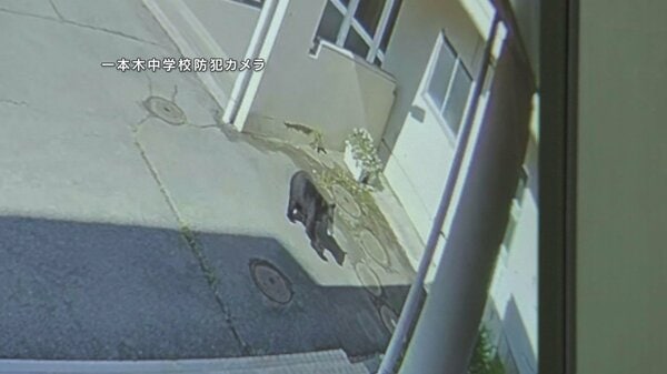 クマが中学校に進入 副校長がクマの前に立ちはだかりにらみ合い、生徒守る 岩手県滝沢市