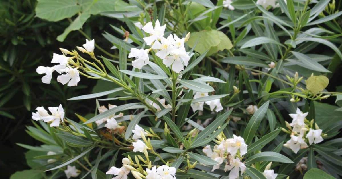 青酸カリより強い毒性、みそ汁混入で殺人未遂事件も…身近な有毒植物キョウチクトウの危険