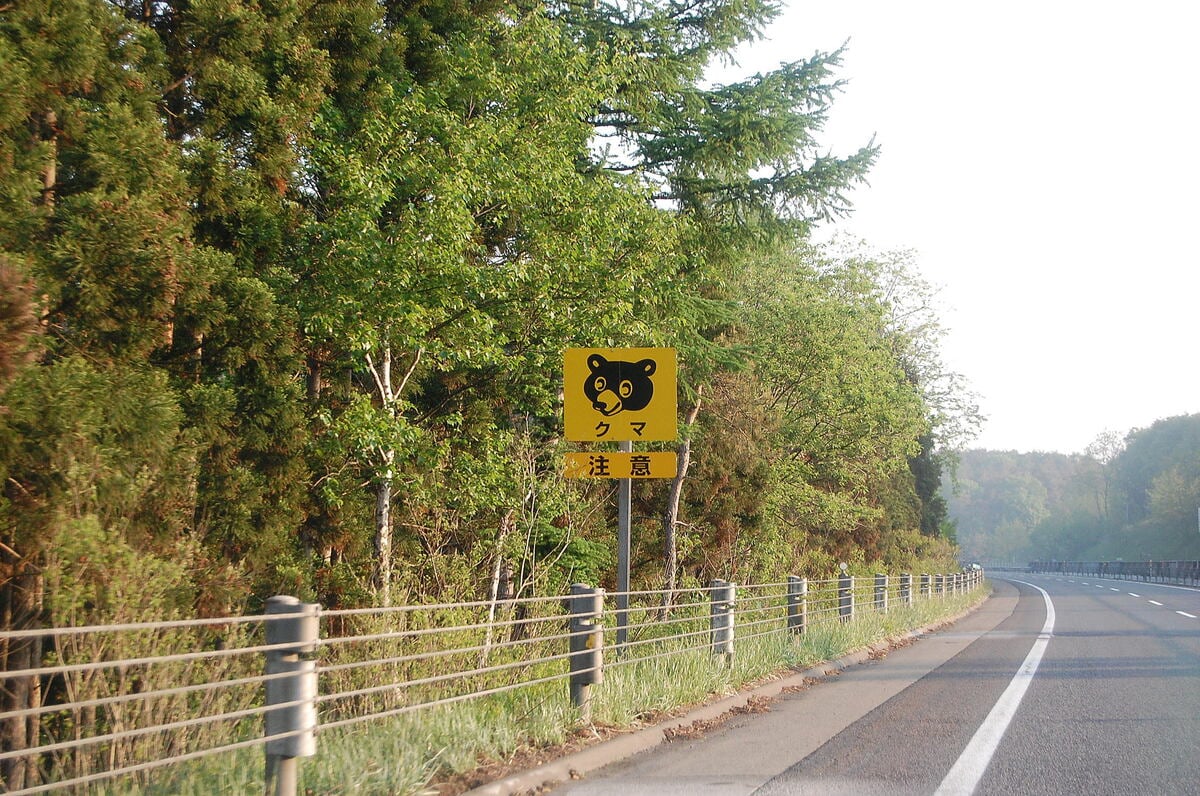 レンタカーで走行中、クマが急にぶつかってきて車体破損…自動車保険はちゃんと適用される？ 弁護士に対処法を聞く