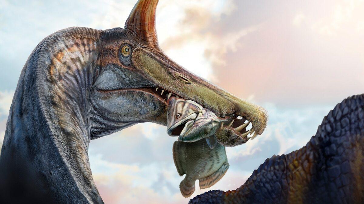 〈目撃〉頭に「三日月刀」似の骨、新種のスピノサウルスを発見 何に使ったのか？